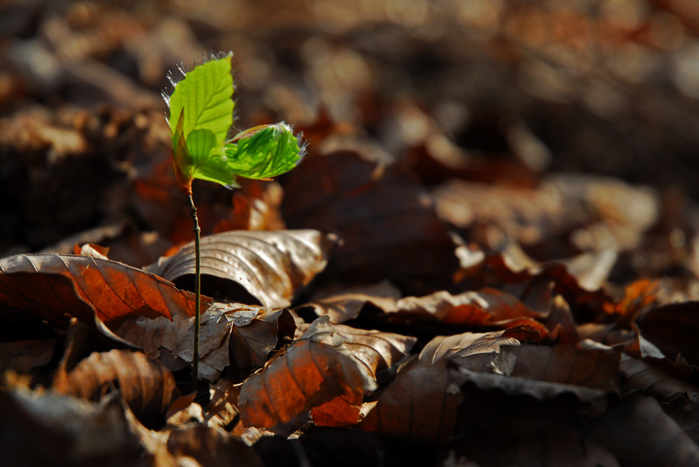  neuanfang Foto & Bild jahreszeiten, frühling, natur Bilder auf