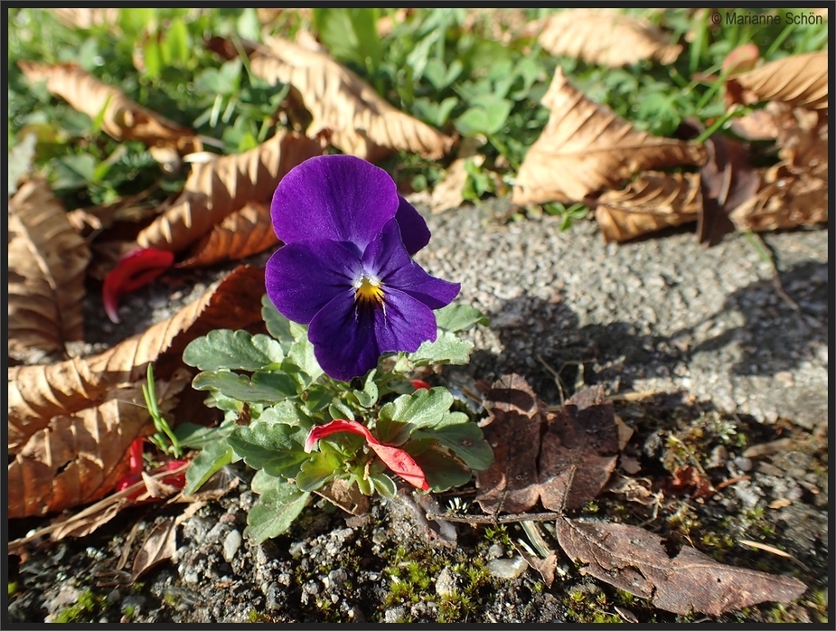 Neuanfang im Herbst...