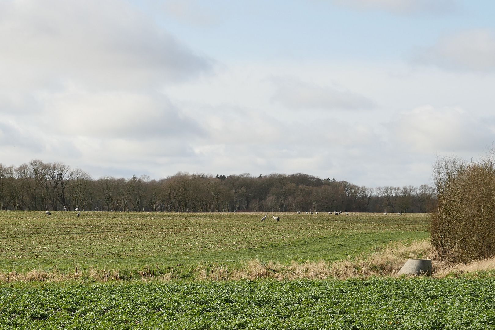 Neuankömmlinge im Kranichland