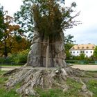 Neuanpflanzung im Fürst-Pückler-Park, Bad Muskau