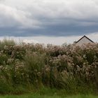 Neubau hinter Hecke