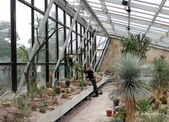 Neubepflanzung im Kakteenhaus des Berggartens Hannover