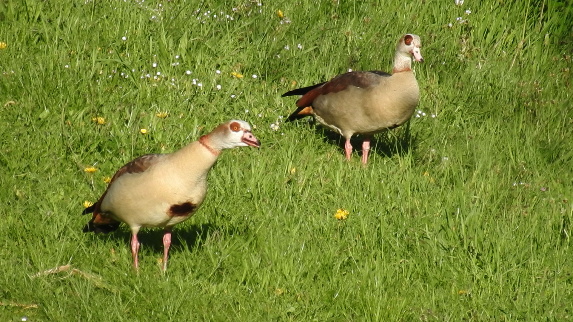 Neubürger in Deutschland: Nilgänse