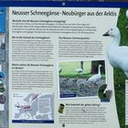 Neubürger in Neuss - Schneegänse  Historie