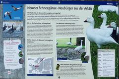 Neubürger in Neuss - Schneegänse  Historie