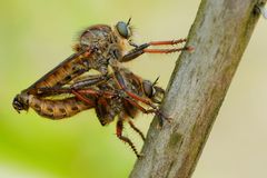 Neue Bestimmung:Gold-Raubfliegen "Machimus chrysitis"