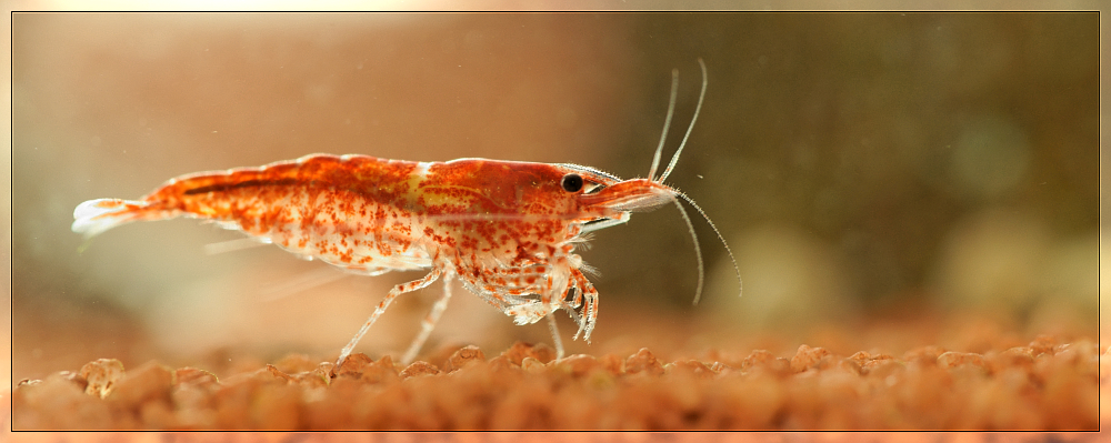 Neue Bewohner im Aquarium