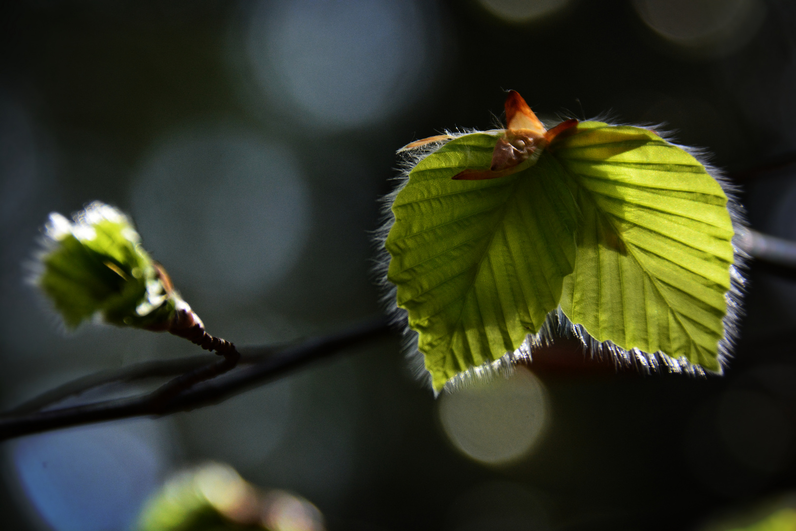 Neue Blätter erblicken das Licht der Welt Foto & Bild pflanzen, pilze & flechten, bäume, blatt