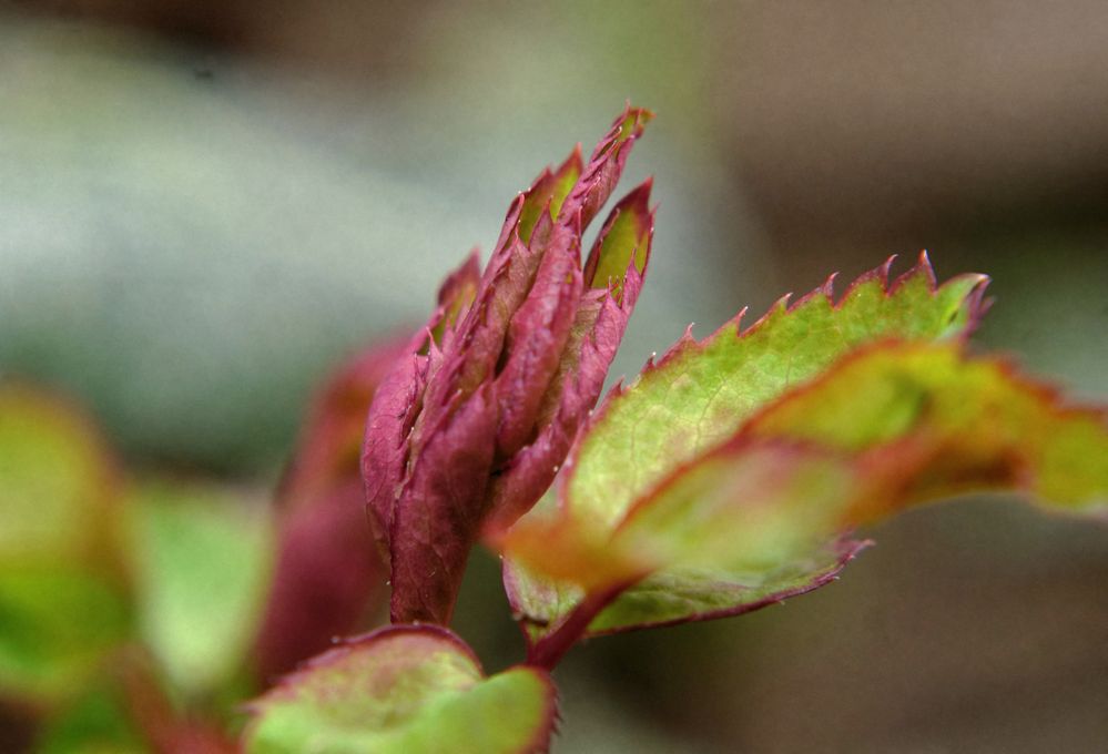 neue Blüte