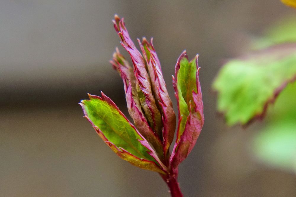 neue Blüte ...