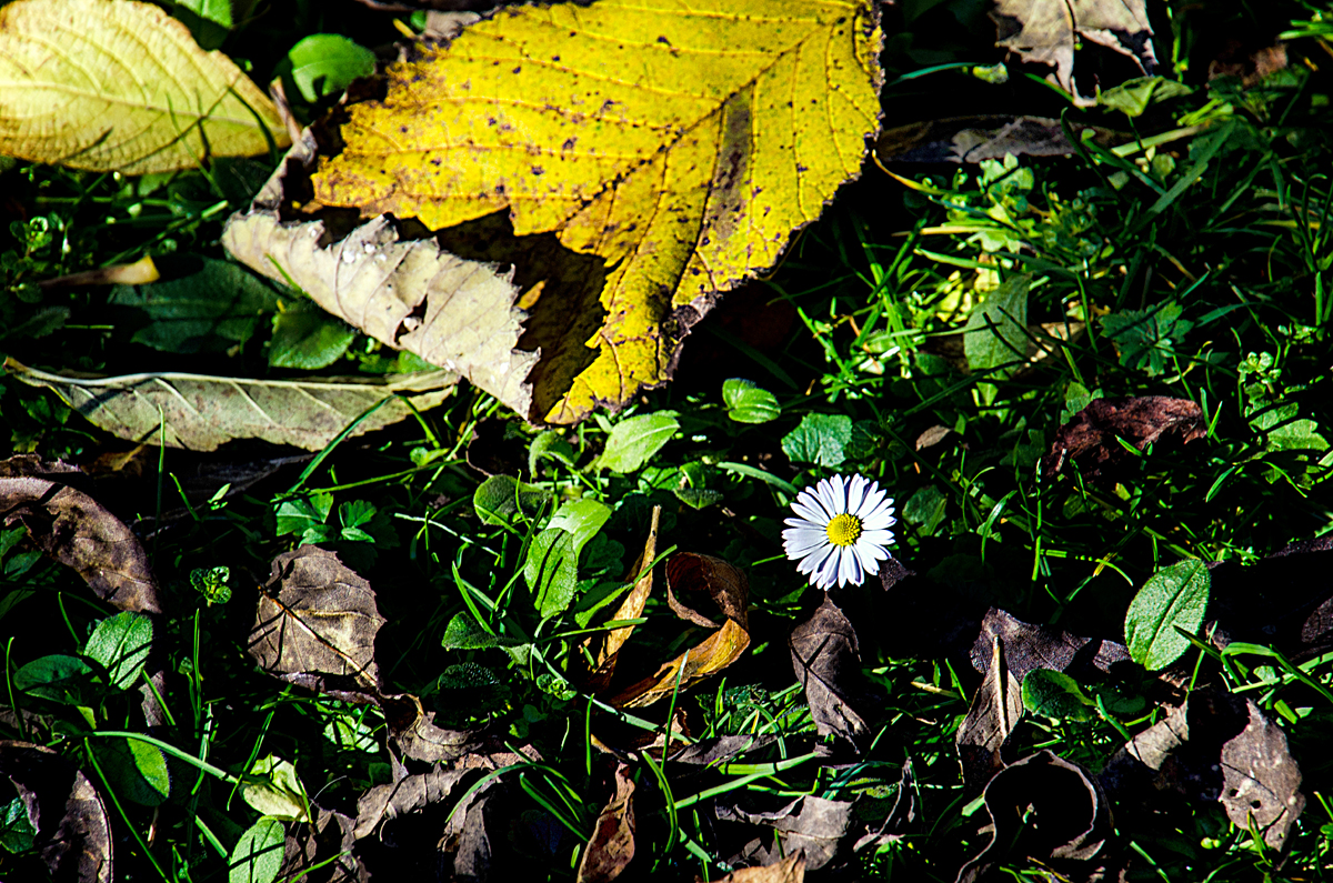 Neue Blüte - Altes Laub