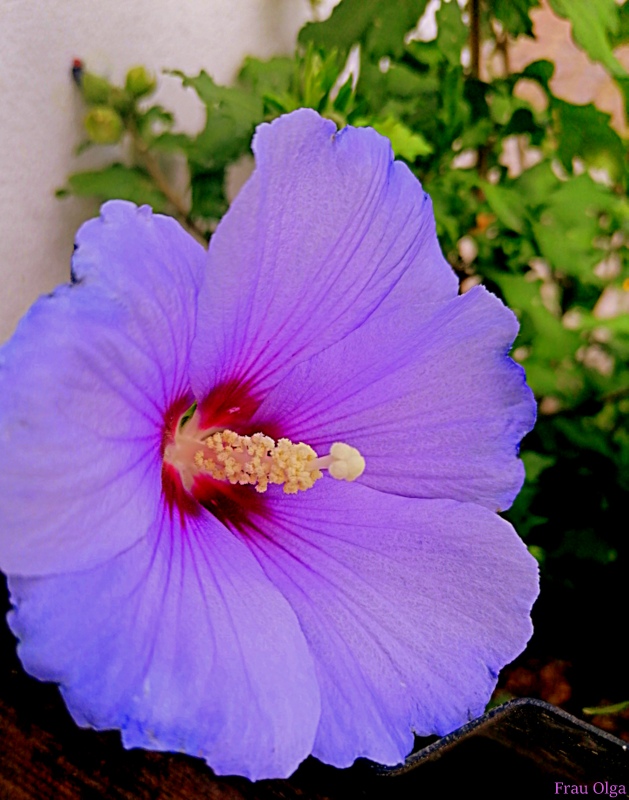 Neue Blüte vom Hibiskus