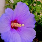 Neue Blüte vom Hibiskus