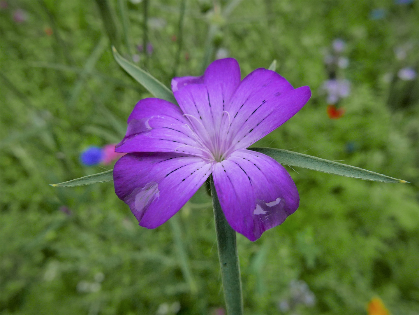 Neue Blüten in der Bienenweide