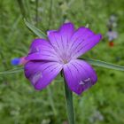 Neue Blüten in der Bienenweide