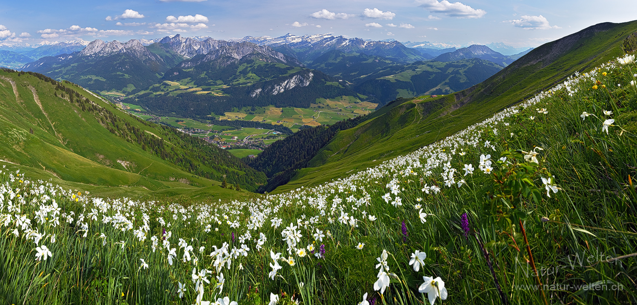 Neue Blumenplätzchen (180° Panorama)