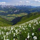 Neue Blumenplätzchen (180° Panorama)