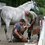 Neue Eisen für den Schimmel