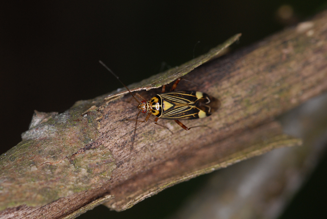 Neue Entdeckung im Garten: Eine Eichen-Schmuckwanze, ca. 8-9mm lang