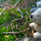 Neue Freunde im Wald -