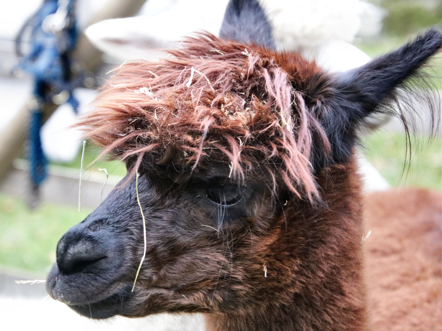 Neue Frisur.