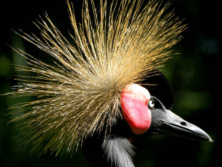 Neue Frisur gefällig?