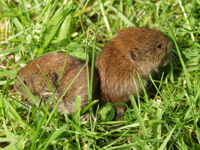 Nagetiere Im Garten Gartengestaltung Idee