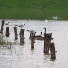 Neue Gesellschaft auf der kuhweide in Himmelgeist Düsseldorf…