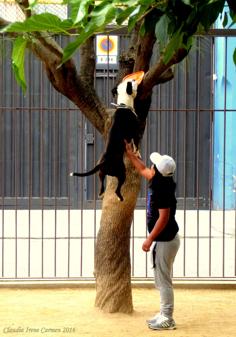 Neue Hundesportart: fang den Frisbee auf dem Baum