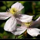 Neue Kamera im Garten