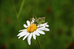 Neue Kamera - neues Glück?    Grashopper 1