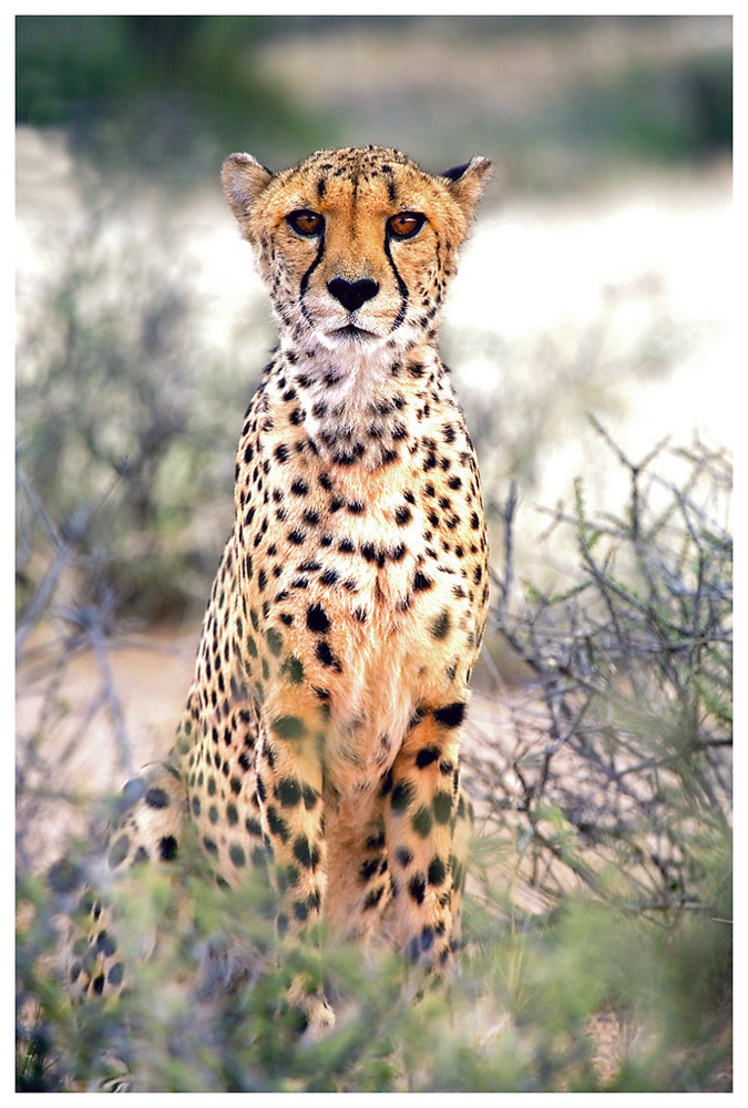 Neue Katze, aber auch in Namibia