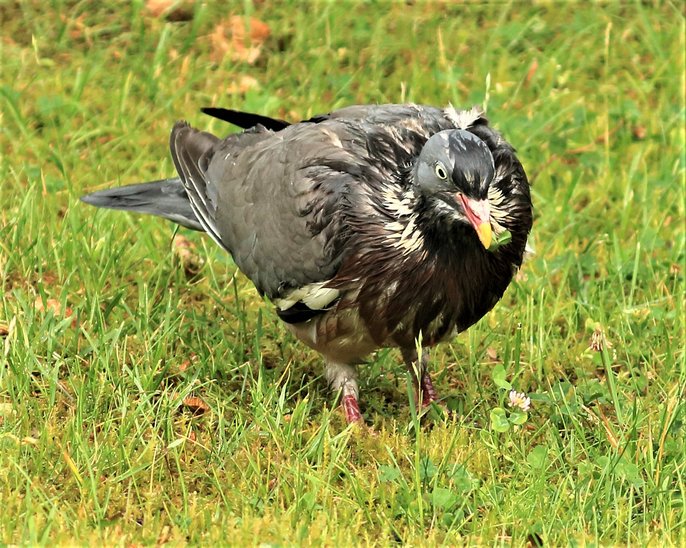 Neue Kleider dringend gesucht