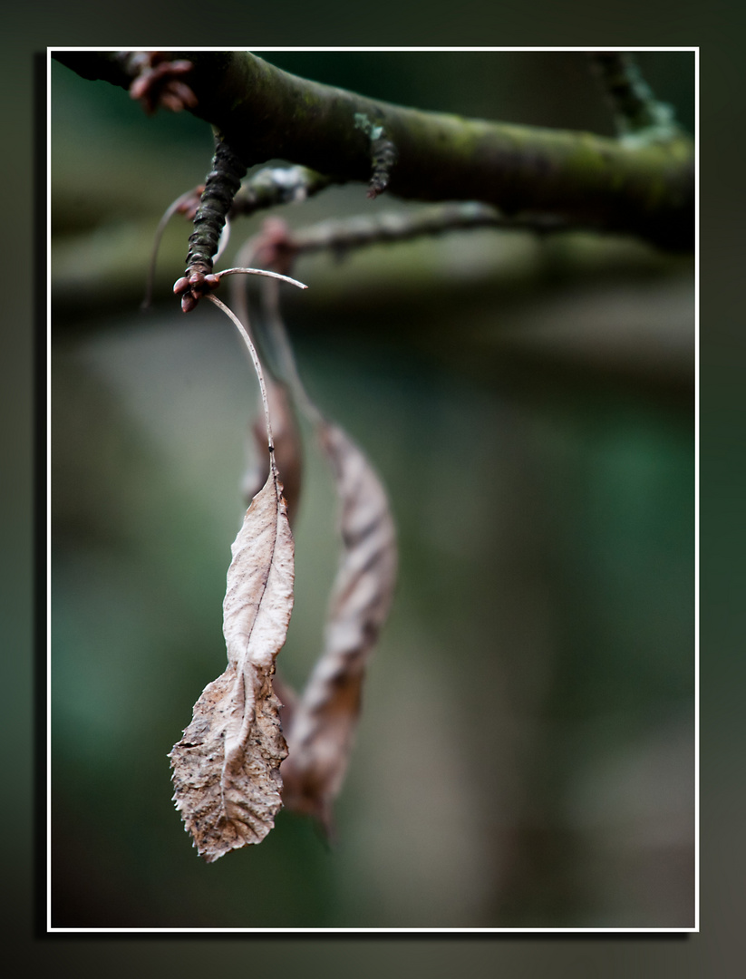 Neue Knospen - Altes Blatt