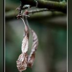 Neue Knospen - Altes Blatt