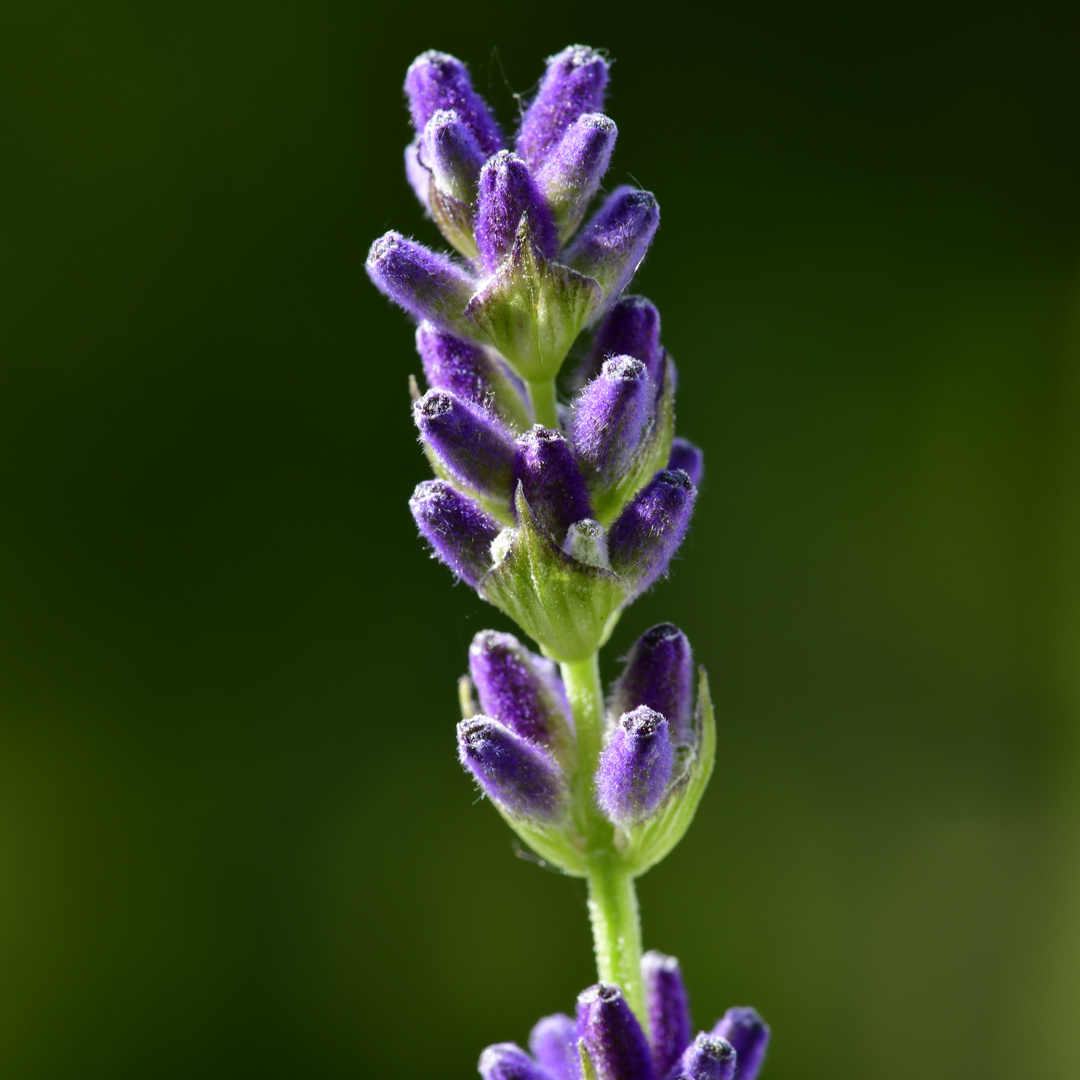 neue Lavendelblüte