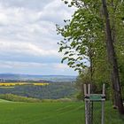 Neue Lutherlinde bei Schmorsdorf