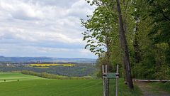 Neue Lutherlinde bei Schmorsdorf