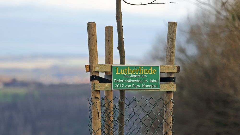 Neue Lutherlinde seit dem Reformationstag 2017