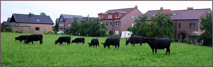 Neue Nachbarn - Weites Land