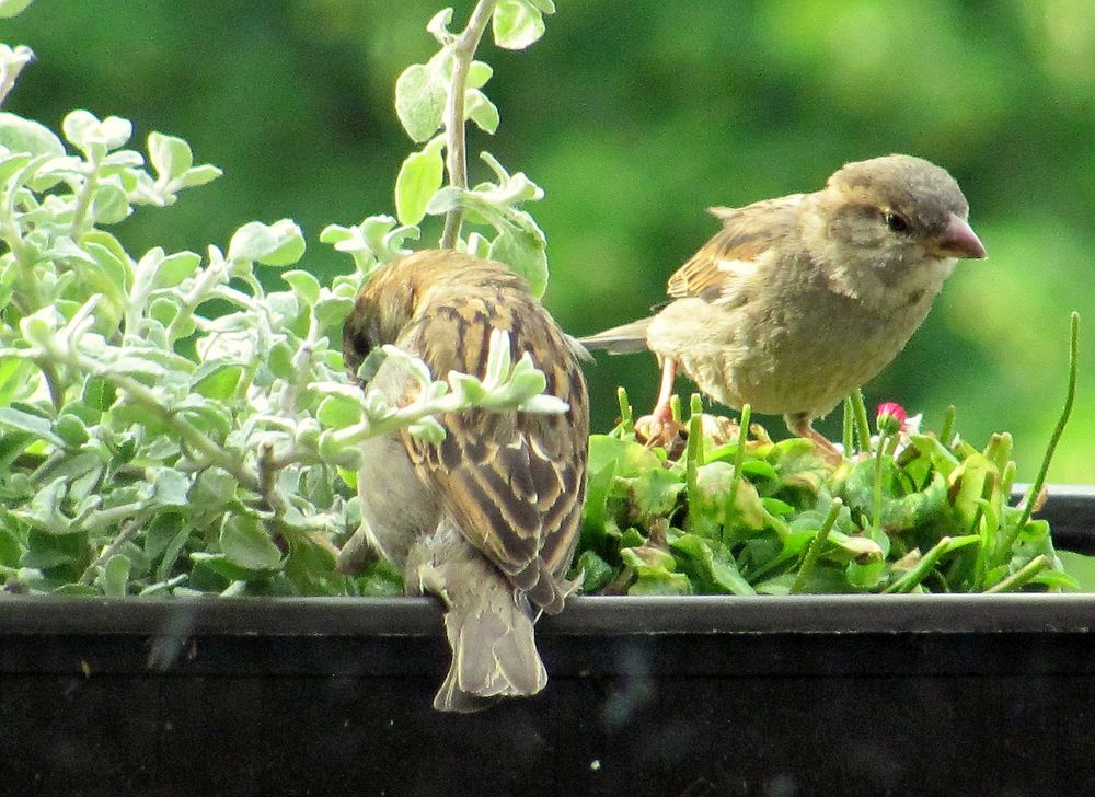 neue Nachricht vom Balkon