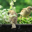 neue Nachricht vom Balkon