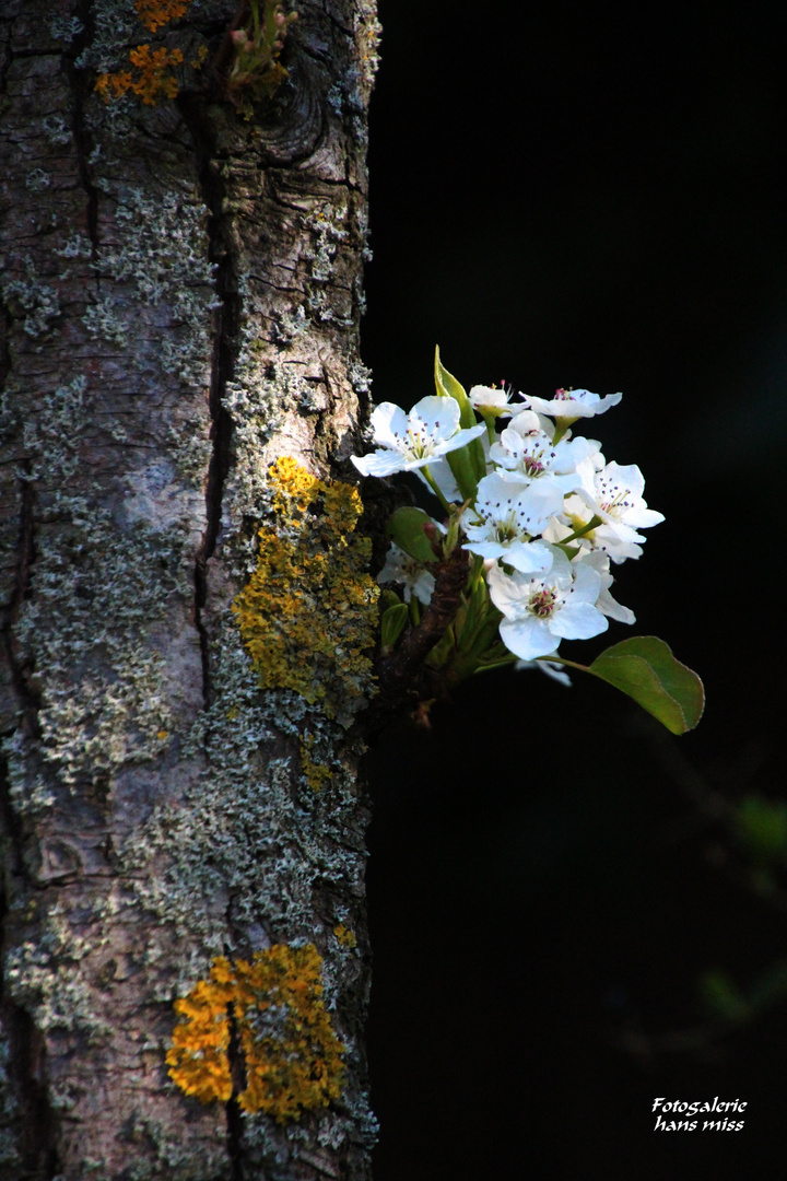 Neue Obstblüte