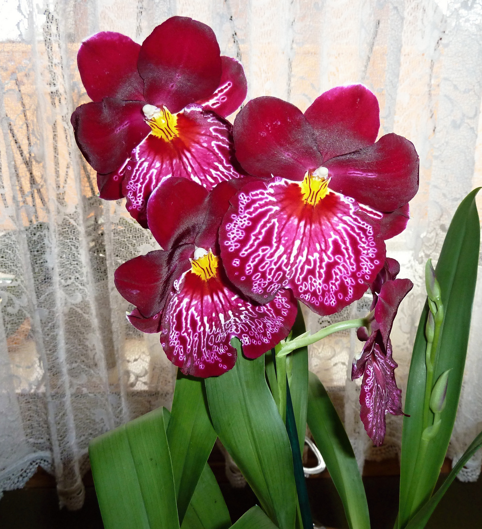Neue Orchidee