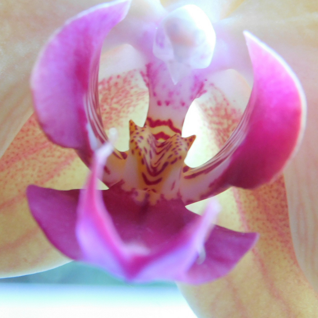 Neue Orchidee bekommen 
