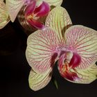 Neue Orchidee...