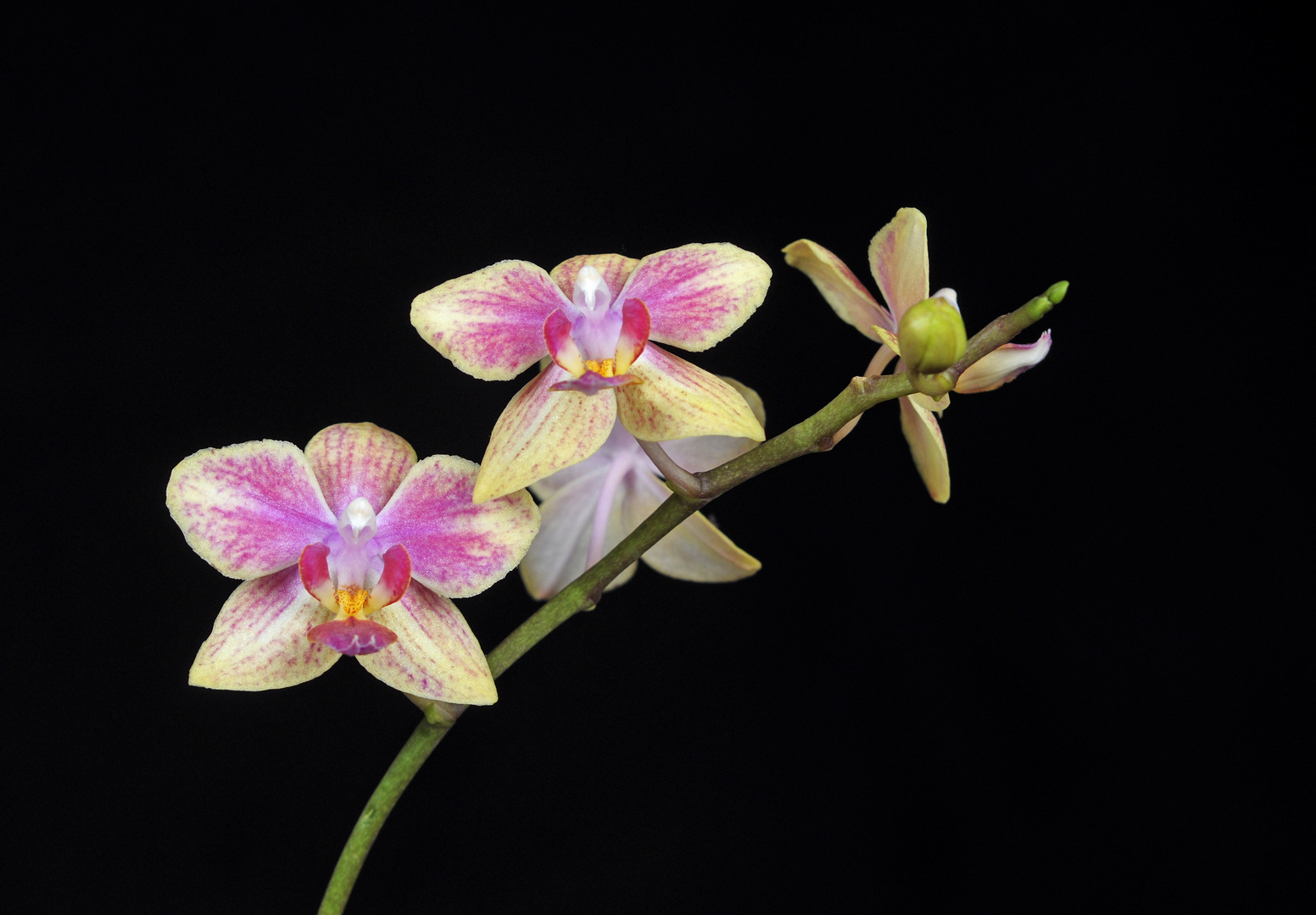 neue Orchidee