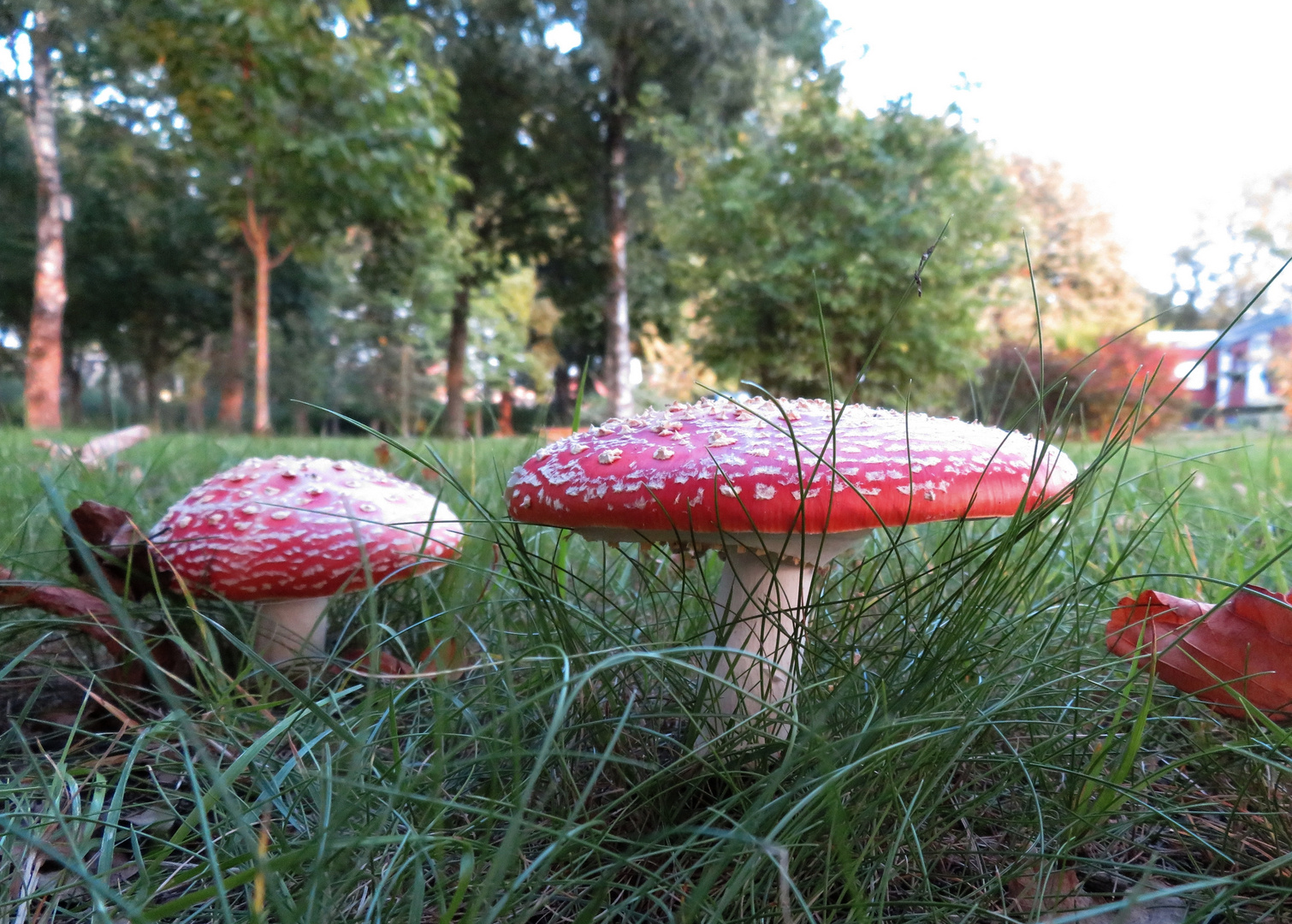 neue Pilze im Park ...