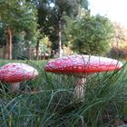 neue Pilze im Park ...