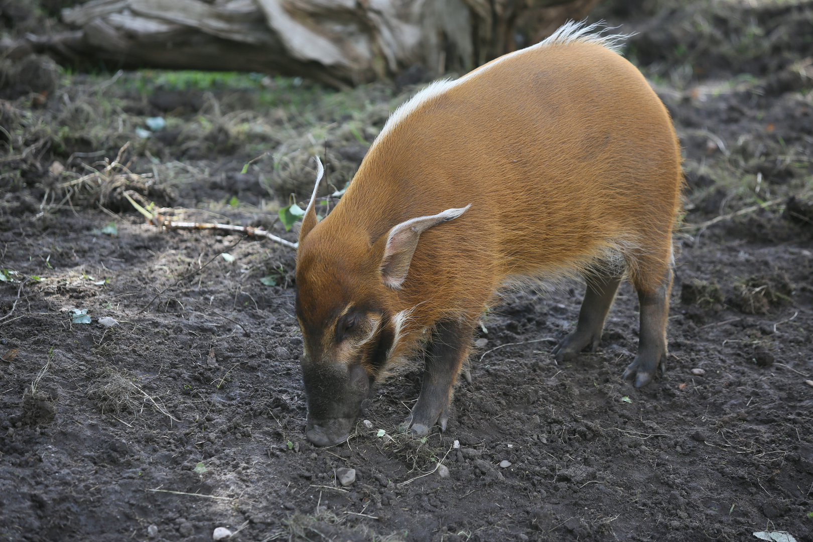 Neue Pinselohrschweine in Köln!